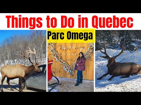 Things to Do in Quebec Canada | Parc Omega